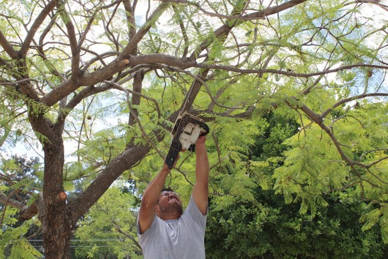 APOYANDO A LA EDUCACIÓN CON PODA DE ÁRBOLES 🌳