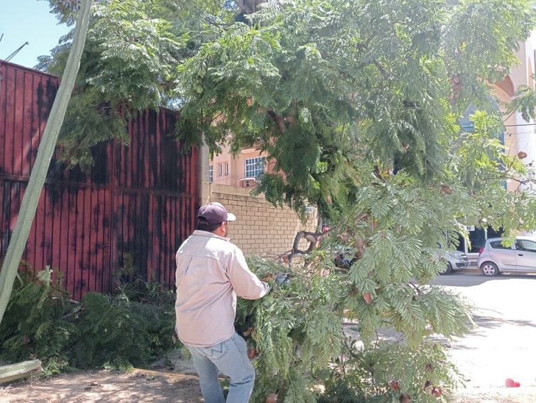 Ocotlán de Morelos Prioriza la Seguridad y el Entorno Verde con la Poda en Av. Morelos