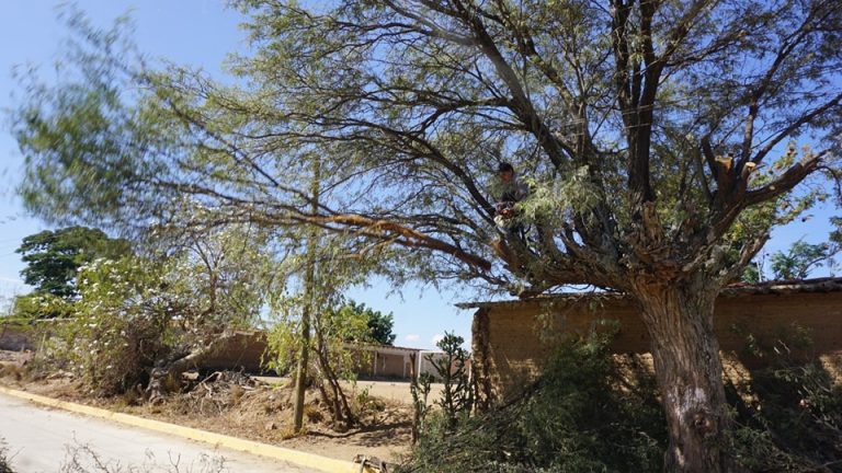 Compromiso Verde: Poda Segura Embellece Santa María Tocuela