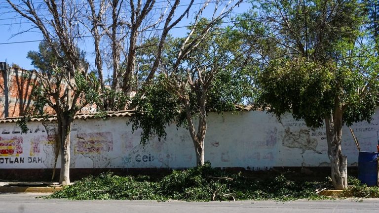 Ocotlán de Morelos Realiza Poda Responsable en Av. Morelos: Belleza y Seguridad en Armonía con la Naturaleza