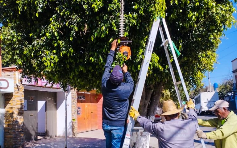 Ocotlán de Morelos Abraza la Poda Responsable en su Emblemática Avenida Morelos