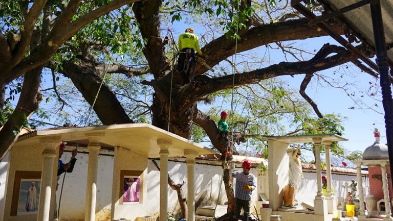 Iniciativa de Poda Responsable de Cuanacaxtle Embellece y Protege el Panteón de Ocotlán